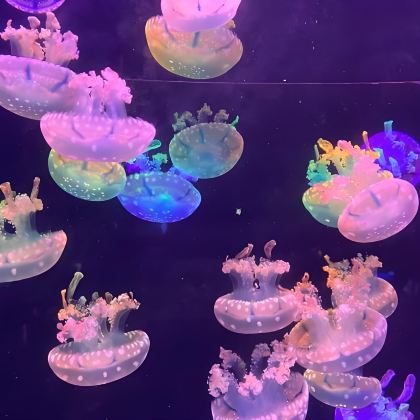 湛江+湖光岩+特呈岛+湛江市金沙湾滨海休闲旅游区+鼎龙湾德萨斯水世界+寸金动物园5日4晚私家团 湛江+湖光岩+特呈岛+湛江市金沙湾滨海休闲旅游区+鼎龙湾德萨斯水世界+寸金动物园5日4晚私家团