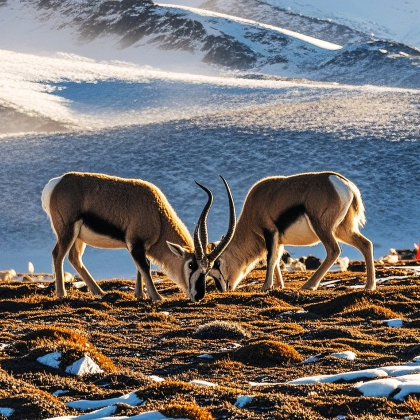 拉萨+布达拉宫+日喀则+珠峰大本营+希夏邦马峰+吉隆+阿里+冈仁波齐+玛旁雍措+札达土林国家地质公园+古格王国遗址+措勤+尼玛+色林措+纳木措景区15日14晚私家团 拉萨+布达拉宫+日喀则+珠峰大本营+希夏邦马峰+吉隆+阿里+冈仁波齐+玛旁雍措+札达土林国家地质公园+古格王国遗址+措勤+尼玛+色林措+纳木措景区15日14晚私家团