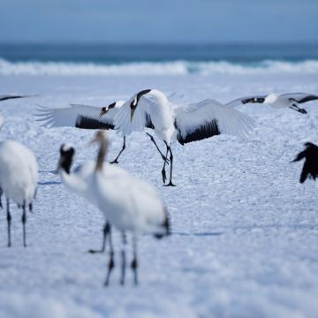 日本带广+钏路市+网走市+旭川+札幌8日7晚私家团 日本带广+钏路市+网走市+旭川+札幌8日7晚私家团