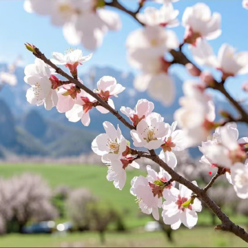 新疆乌鲁木齐+北疆+赛里木湖10日9晚跟团游 新疆乌鲁木齐+北疆+赛里木湖10日9晚跟团游