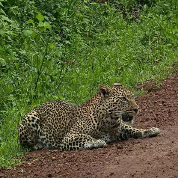 肯尼亚安博塞利+马赛马拉国家公园+Ol Pejeta Conservancy+桑布鲁自然保护区11日9晚私家团 肯尼亚安博塞利+马赛马拉国家公园+Ol Pejeta Conservancy+桑布鲁自然保护区11日9晚私家团