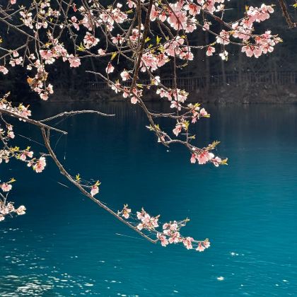 成都+九寨沟+黄龙风景名胜区+四姑娘山景区6日5晚私家团 成都+九寨沟+黄龙风景名胜区+四姑娘山景区6日5晚私家团