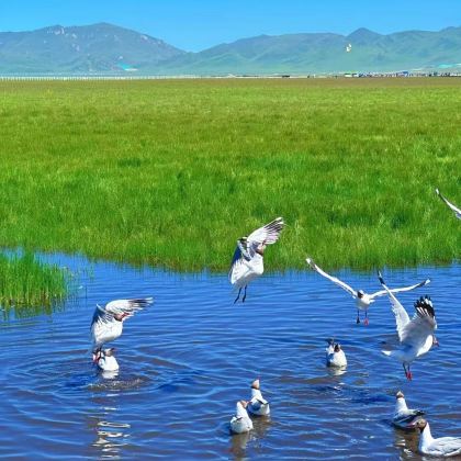 兰州+甘南+扎尕那+莲宝叶则景区8日7晚拼小团 兰州+甘南+扎尕那+莲宝叶则景区8日7晚拼小团