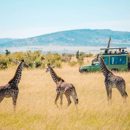 肯尼亚马赛马拉国家公园3日2晚私家团 肯尼亚马赛马拉国家公园3日2晚私家团