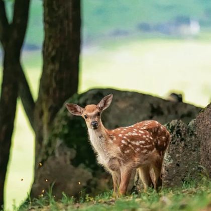 沈阳故宫+吉林长白山+延吉7日6晚跟团游 沈阳故宫+吉林长白山+延吉7日6晚跟团游