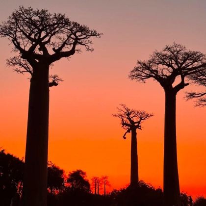 马达加斯加9日8晚私家团 马达加斯加9日8晚私家团