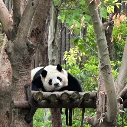 成都+成都大熊猫繁育研究基地+剑门关+三星堆博物馆+阆中古城6日5晚私家团 成都+成都大熊猫繁育研究基地+剑门关+三星堆博物馆+阆中古城6日5晚私家团