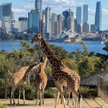 澳大利亚堪培拉+悉尼7日6晚私家团 澳大利亚堪培拉+悉尼7日6晚私家团