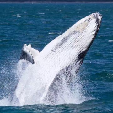 新西兰南岛+北岛14日跟团游 新西兰南岛+北岛14日跟团游