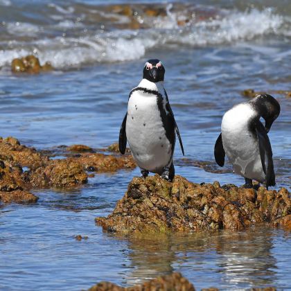 南非约翰内斯堡+比勒陀利亚+开普敦+乔治+太阳城10日7晚跟团游 南非约翰内斯堡+比勒陀利亚+开普敦+乔治+太阳城10日7晚跟团游