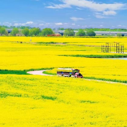 扬州+瘦西湖+高邮·湖上花海3日2晚私家团 扬州+瘦西湖+高邮·湖上花海3日2晚私家团