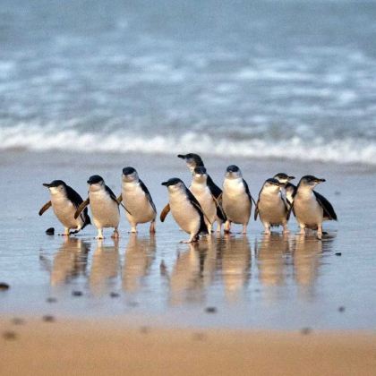 澳大利亚墨尔本+凯恩斯+黄金海岸+布里斯班11日10晚私家团 澳大利亚墨尔本+凯恩斯+黄金海岸+布里斯班11日10晚私家团