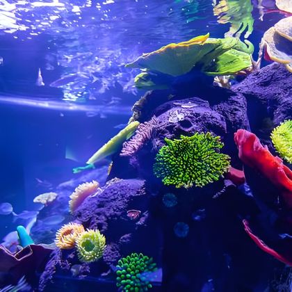 赣州+赣州极地海洋世界+赣州方特东方欲晓+江南宋城历史文化旅游区+七鲤古镇度假区+五龙客家风情园5日4晚私家团 赣州+赣州极地海洋世界+赣州方特东方欲晓+江南宋城历史文化旅游区+七鲤古镇度假区+五龙客家风情园5日4晚私家团