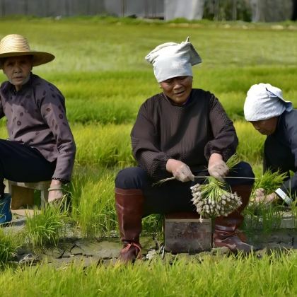 广西南宁+巴马+德天跨国瀑布景区+明仕田园+北海+涠洲岛8日7晚拼小团 广西南宁+巴马+德天跨国瀑布景区+明仕田园+北海+涠洲岛8日7晚拼小团