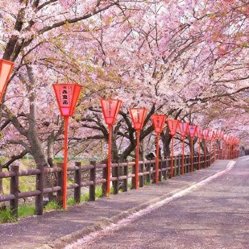 日本福冈+别府+熊本+长崎7日6晚私家团 日本福冈+别府+熊本+长崎7日6晚私家团