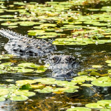 美国迈阿密+劳德代尔堡海滩+基韦斯特岛3日2晚私家团 美国迈阿密+劳德代尔堡海滩+基韦斯特岛3日2晚私家团