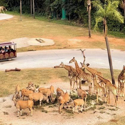 广州+佛山+顺德区5日4晚私家团 广州+佛山+顺德区5日4晚私家团