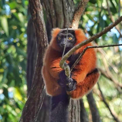 毛里求斯+留尼汪(法属)+马达加斯加+塞舌尔19日16晚跟团游 毛里求斯+留尼汪(法属)+马达加斯加+塞舌尔19日16晚跟团游