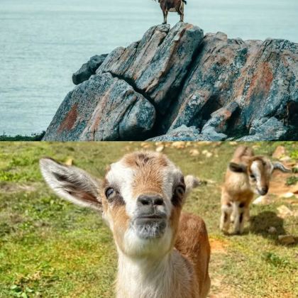 福建霞浦+太姥山+杨家溪+小皓海滩+北岐滩涂+吕峡灯塔5日4晚私家团 福建霞浦+太姥山+杨家溪+小皓海滩+北岐滩涂+吕峡灯塔5日4晚私家团