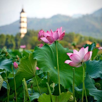 杭州+大慈岩风景区+大慈岩风景区-江南悬空寺3日2晚自由行 杭州+大慈岩风景区+大慈岩风景区-江南悬空寺3日2晚自由行