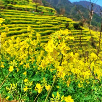 江西南昌+庐山+婺源+景德镇6日5晚私家团 江西南昌+庐山+婺源+景德镇6日5晚私家团