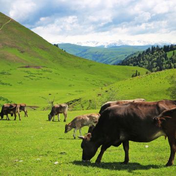新疆乌鲁木齐+喀纳斯景区+禾木风景区+赛里木湖+喀什古城+库尔德宁景区+那拉提旅游风景区16日15晚跟团游 新疆乌鲁木齐+喀纳斯景区+禾木风景区+赛里木湖+喀什古城+库尔德宁景区+那拉提旅游风景区16日15晚跟团游