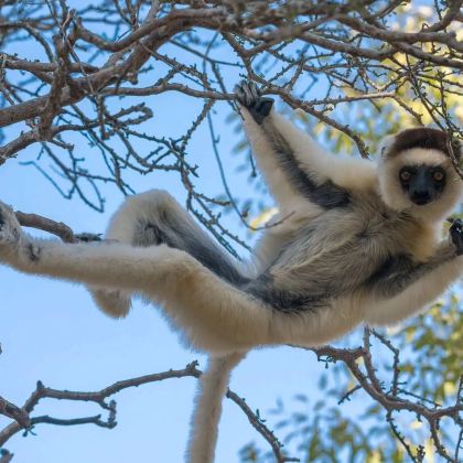 马达加斯加塔那那利佛+穆龙达瓦+安达西贝-曼塔迪亚国家公园8日7晚私家团 马达加斯加塔那那利佛+穆龙达瓦+安达西贝-曼塔迪亚国家公园8日7晚私家团