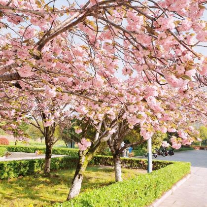 日本福冈+由布市+熊本6日5晚私家团 日本福冈+由布市+熊本6日5晚私家团