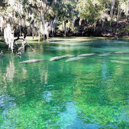 Lake Apopka Wildlife Drive+Blue Spring State Park+Orlando Wetlands Park+环球冒险岛乐园3日2晚私家团 Lake Apopka Wildlife Drive+Blue Spring State Park+Orlando Wetlands Park+环球冒险岛乐园3日2晚私家团