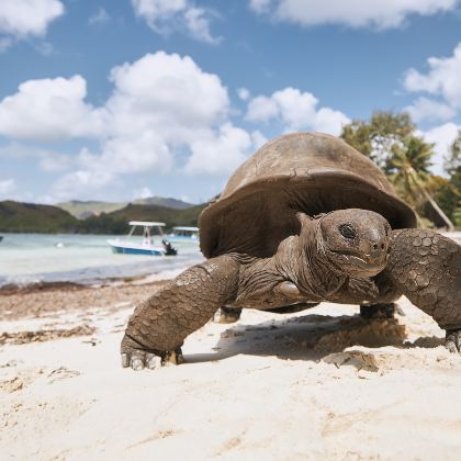 马达加斯加+塞舌尔15日12晚跟团游 马达加斯加+塞舌尔15日12晚跟团游