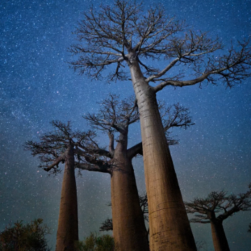 津巴布韦+赞比亚+博茨瓦纳+纳米比亚+埃塞俄比亚+南非25日22晚跟团游 津巴布韦+赞比亚+博茨瓦纳+纳米比亚+埃塞俄比亚+南非25日22晚跟团游