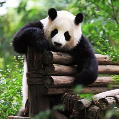 都江堰+青城山+三星堆博物馆+成都大熊猫繁育研究基地2日1晚跟团游