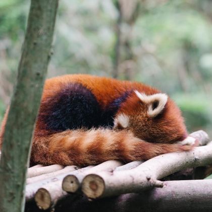 瓦屋山风景区+三星堆博物馆+青城山+都江堰景区+熊猫谷+都江堰中华大熊猫苑(原熊猫乐园)+柳江古镇旅游风景区5日4晚私家团 瓦屋山风景区+三星堆博物馆+青城山+都江堰景区+熊猫谷+都江堰中华大熊猫苑(原熊猫乐园)+柳江古镇旅游风景区5日4晚私家团