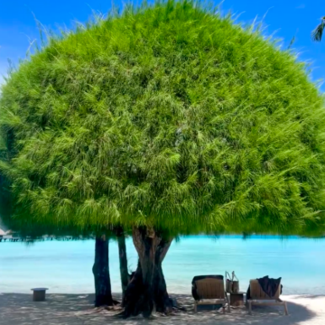 斐济+大溪地10日9晚私家团 斐济+大溪地10日9晚私家团