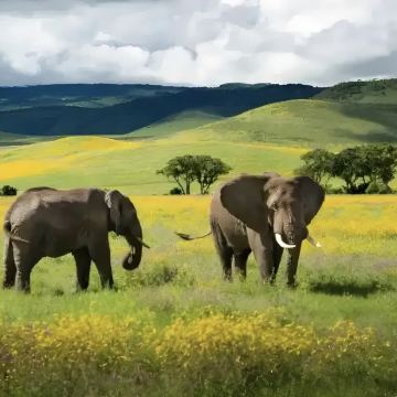 坦桑尼亚11日10晚私家团 坦桑尼亚11日10晚私家团