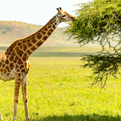 南非+肯尼亚+津巴布韦+赞比亚15日跟团游 南非+肯尼亚+津巴布韦+赞比亚15日跟团游