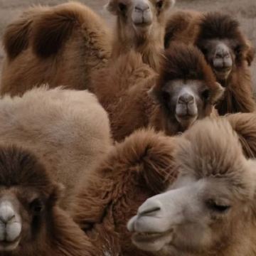 宁夏银川+中卫+腾格里沙漠2日1晚自由行 宁夏银川+中卫+腾格里沙漠2日1晚自由行