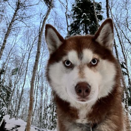 俄罗斯莫斯科+圣彼得堡+摩尔曼斯克8日跟团游 俄罗斯莫斯科+圣彼得堡+摩尔曼斯克8日跟团游