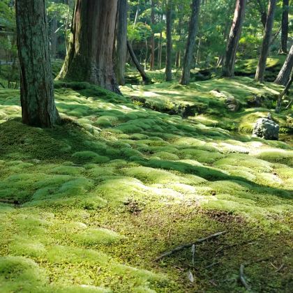 日本大阪+京都+奈良6日5晚私家团 日本大阪+京都+奈良6日5晚私家团