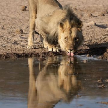 纳米比亚温得和克+基特曼斯胡普+纳米布沙漠+斯瓦科普蒙德+鲸湾港+Spitzkoppe+埃托沙国家公园9日8晚私家团 纳米比亚温得和克+基特曼斯胡普+纳米布沙漠+斯瓦科普蒙德+鲸湾港+Spitzkoppe+埃托沙国家公园9日8晚私家团