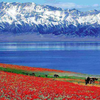 中国新疆伊犁那拉提草原7日跟团游
