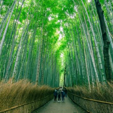 日本大阪+京都+箱根+东京7日6晚跟团游 日本大阪+京都+箱根+东京7日6晚跟团游