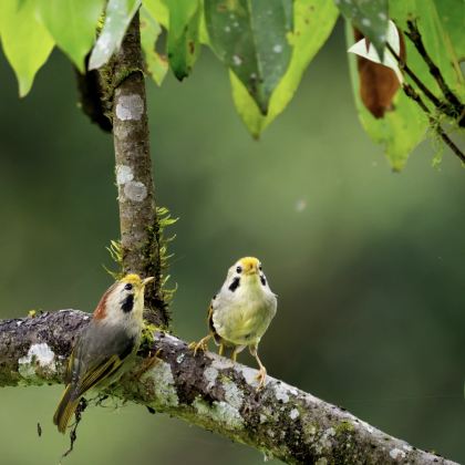 广西崇左+德天瀑布+古龙山大峡谷+钦州三娘湾+北海银滩+发现·弄岗景区6日5晚私家团 广西崇左+德天瀑布+古龙山大峡谷+钦州三娘湾+北海银滩+发现·弄岗景区6日5晚私家团