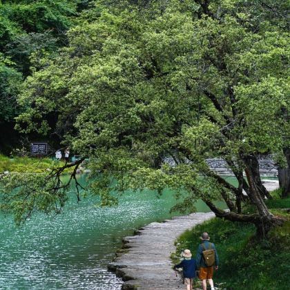 西双版纳+望天树景区5日4晚拼小团 西双版纳+望天树景区5日4晚拼小团