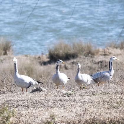 织金洞+阿西里西韭菜坪7日6晚拼小团 织金洞+阿西里西韭菜坪7日6晚拼小团
