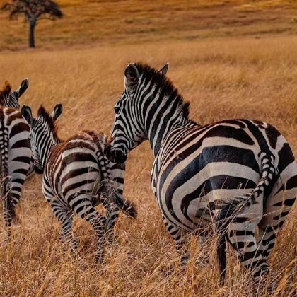 肯尼亚+内罗毕12日9晚私家团 肯尼亚+内罗毕12日9晚私家团