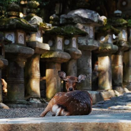 京都5日4晚自由行 京都5日4晚自由行