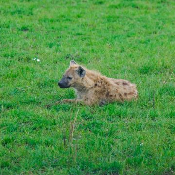 肯尼亚内罗毕+奈瓦沙+纳库鲁+马赛马拉国家公园+安博塞利8日7晚跟团游 肯尼亚内罗毕+奈瓦沙+纳库鲁+马赛马拉国家公园+安博塞利8日7晚跟团游