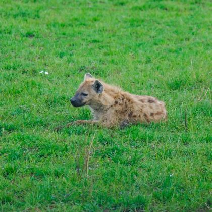 肯尼亚马赛马拉国家公园+甜水野生动物保护区+肯尼亚山动物孤儿院+奈瓦沙7日6晚私家团 肯尼亚马赛马拉国家公园+甜水野生动物保护区+肯尼亚山动物孤儿院+奈瓦沙7日6晚私家团