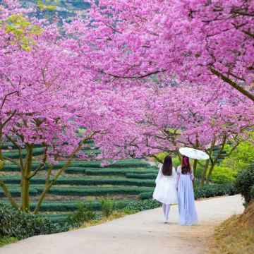 龙岩+福建土楼永定景区+古田会议会址+汀州古城3日2晚私家团 龙岩+福建土楼永定景区+古田会议会址+汀州古城3日2晚私家团